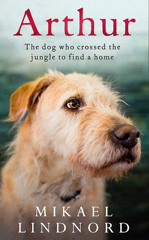 Arthur : le chien qui a traversé la jungle pour trouver un foyer