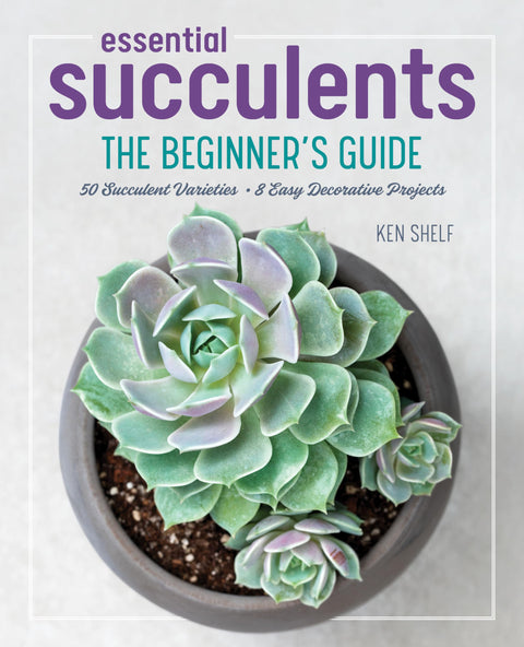Les succulentes incontournables : le guide du débutant