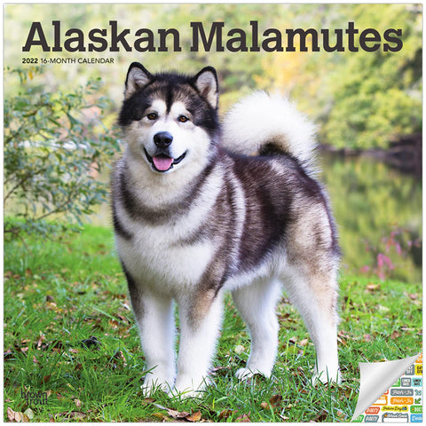 Calendrier mural carré mensuel Malamutes d’Alaska 2022, 12 x 12 pouces